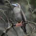 booby_redfooted_ci_v_0167_cos1430.jpg